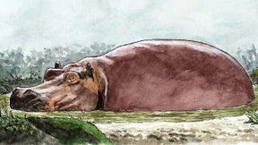 Migration und nationale Identität