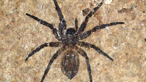 Ein Spinnenfund zum Jubiläum