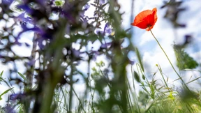 Kühle Nacht, heißer Tag