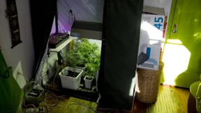 Das LKA versteigert Geräte zum Marihuana-Anbau