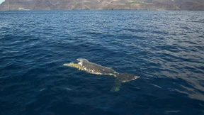 Toter Wal löst Fress-Rausch aus