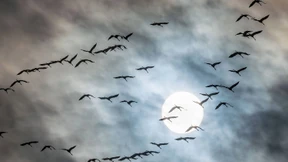 Gefiedertes Schauspiel am Himmel