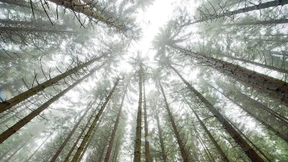 „Das Problem sind die Monokulturen“