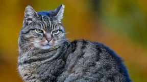 Behörden in Fukuyama warnen Einwohner vor chemisch verseuchter Katze