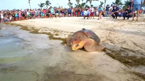 Meeresschildkröten schwimmen wieder