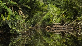 Sehr viele Ameisen, keine einzige Anakonda