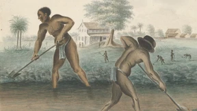 Im Fegefeuer des Zuckers