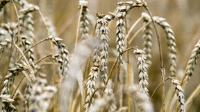 Die grüne Revolution geht in die nächste Runde