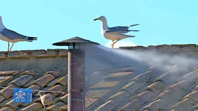 Ein majestätisches Hypnosekunstwerk