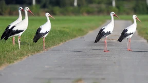 In Deutschland gibt es immer mehr Störche
