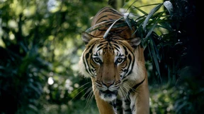 Der Dschungelkönig frisst heute Hirsch statt Mensch