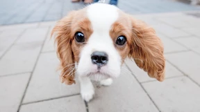 „Soll es ein Geschenk oder ein Familienmitglied sein?“