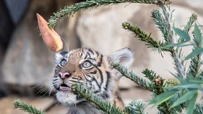 Ein Weihnachtsbaum nach Tigergeschmack
