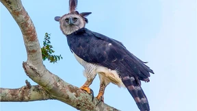 Rettung für den Riesenadler Amazoniens?