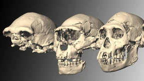 Die frühen Experimente am Menschen
