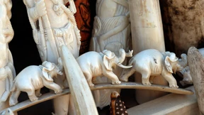 Illegales Elfenbein zu Staub gemahlen