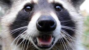 Waschbär lässt Kirchenglocke läuten