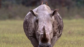 Der Body und sein Guard