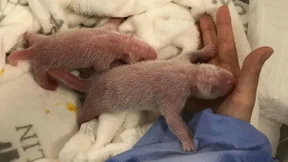 Panda-Dame Meng Meng bringt Zwillinge zur Welt