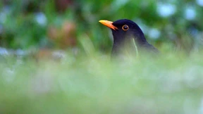 Wie man Amseln und Schwalben durch die Dürre hilft