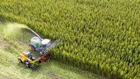 „Unsere Opas haben sich das in die Pfeife gestopft“