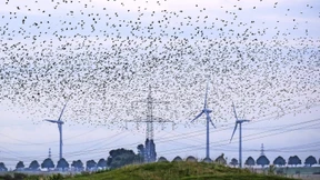 Brüssel will die Windbranche vor China schützen