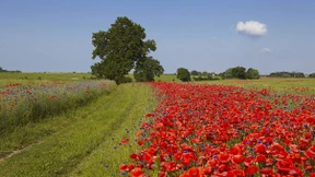 Ueckermünde: Ein Fall für Philipp Amthor