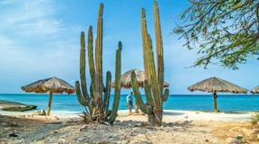 Würgeschlange frisst Papagei