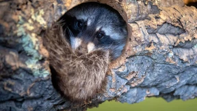 Gewimmer aus Astwerk ruft Freunde und Helfer auf den Plan