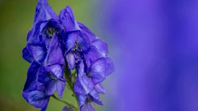 Frau wegen Mordversuchs an Noch-Ehemann verhaftet