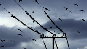 Ukraine will Strom aus Russland beziehen 