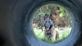 Mit dem Blasrohr gegen aggressive Hunde