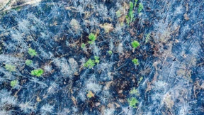 Sollte man den Wald einfach in Ruhe lassen?