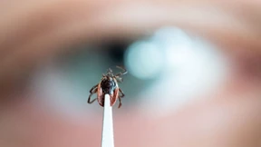 Gegen Zecken-Erreger impfen lassen?