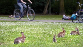 Machtlos gegen die Kaninchen-Seuche