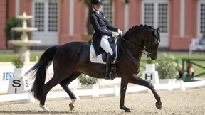 Dressur-Noten stimmen schon