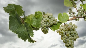 Spitzenweine unter neuem Namen