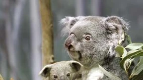 Und Gold wächst doch auf Bäumen