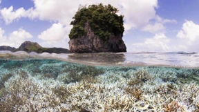 Weltweites Korallensterben