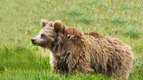Yetis sind auch nur Bären