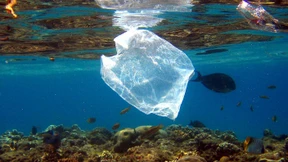 Toter Wal mit 40 Kilogramm Plastik im Bauch gefunden