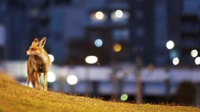 Mitbewohner der anderen Art