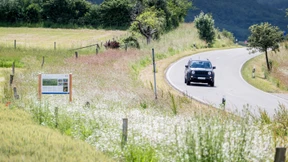 Attraktiv für Stieglitz und Wildbiene