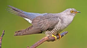 Kuckuck, Kuckuck – ruft's schon aus dem Wald?