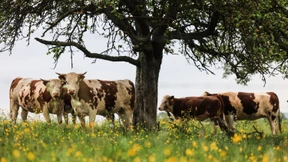 Nur etwas weniger Fleisch