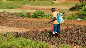 Die Belastung mit Pflanzenschutzmitteln steigt weltweit