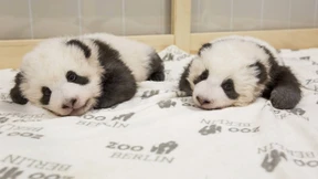 So klingen Panda-Babys