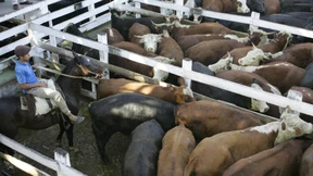 Immer auf die Gauchos