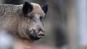 Wildschwein sorgt in Kaufhaus für Polizeieinsatz