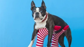 Wie ein Haustierkauf nicht im Tierheim endet